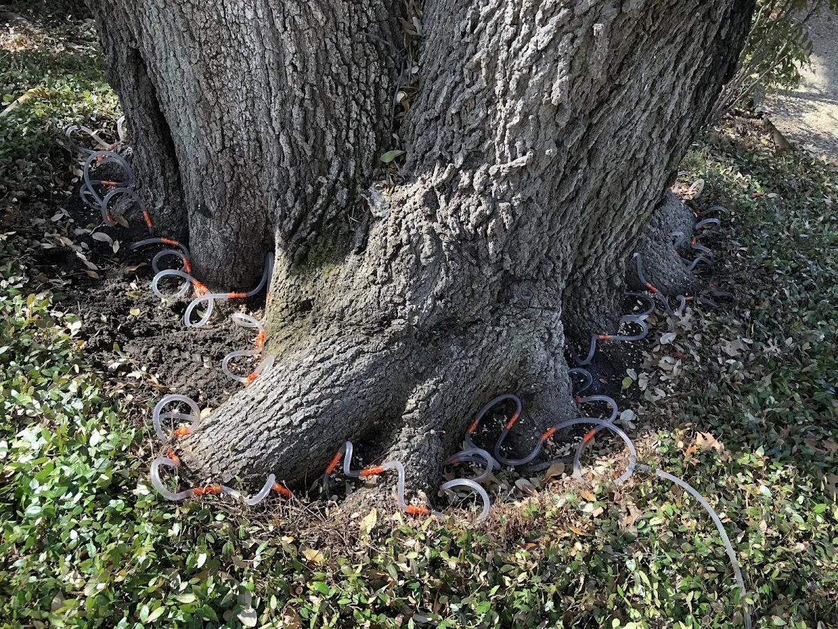 Detailed Tree Cabling and Bracing job site in Farmville